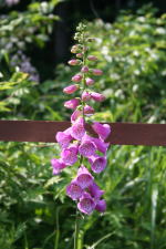 �I���W�i���K�[�f���̃W�L�^���X�i�N���b�N����Ɗg�傳��܂��j