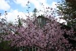 オリジナルガーデンの大山桜(クリックすると拡大されます)