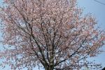オリジナルガーデンの大山桜(クリックすると拡大されます)