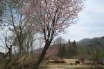 オリジナルガーデンの大山桜(クリックすると拡大されます)