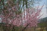 オリジナルガーデンの大山桜(クリックすると拡大されます)