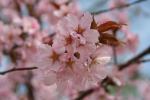 オリジナルガーデンの大山桜(クリックすると拡大されます)