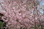 オリジナルガーデンの大山桜(クリックすると拡大されます)