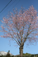 �I���W�i���K�[�f���̃N���X�}�X���[�Y�i�N���b�N����Ɗg�傳��܂��j