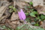 林のガーデン内のカタクリ(クリックすると拡大されます)
