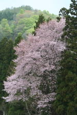 ミストガーデンから望む新緑と山桜(クリックすると拡大されます)