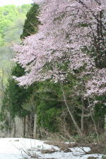 ミストガーデンから望む新緑と山桜(クリックすると拡大されます)