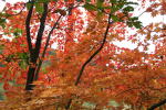 林のガーデンの紅葉(クリックすると拡大されます)
