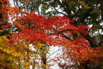 林のガーデンの紅葉(クリックすると拡大されます)