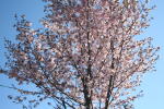 オリジナルガーデンの大山桜(クリックすると拡大されます)