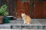 我が家の猫「ポパイ」(クリックすると拡大されます)
