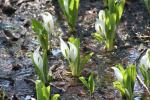 ミズバショウ(クリックすると拡大されます)