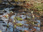 「水芭蕉・座禅草が咲き始めました!」(クリックすると拡大されます)