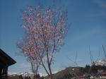 ガーデンの大山桜(クリックすると拡大されます)