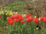 オリジナルガーデンのチューリップ(クリックすると拡大されます)