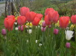 オリジナルガーデンのチューリップ(クリックすると拡大されます)