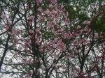 ガーデンの大山桜(クリックすると拡大されます)