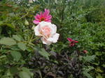 �I���W�i���K�[�f���i�N���b�N����Ɗg�傳��܂��j