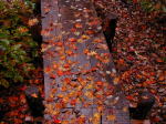 林のガーデンの紅葉(クリックすると拡大されます)