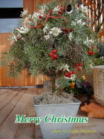 クリスマスデコレーション(クリックすると拡大されます)